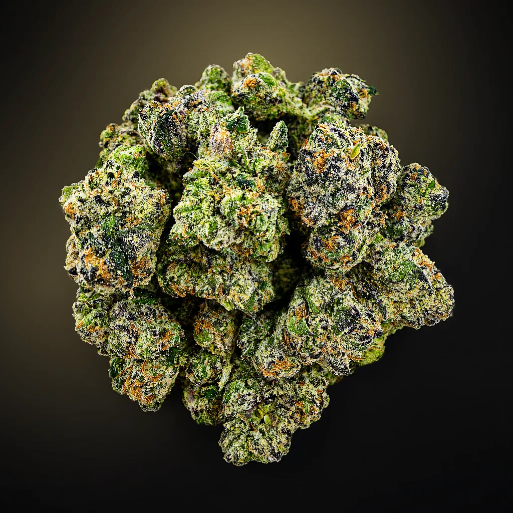 Gelato G41 Small/ Medium -14G